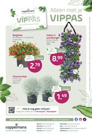 Coppelmans folder Pagina 8: Bergthee €2,79, Coppelmans zilverstruikje €1,49
