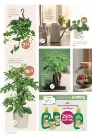 Coppelmans folder Pagina 4: Lova Schefflera €12,99, Elho vibes €11,99