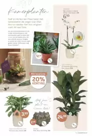 Coppelmans folder Pagina 5: Monstera Monkey Leaf €3,99, Orchidee €6,99