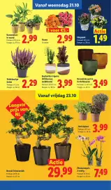 Lidl folder week 43 Pagina 16: Phalaenopsis 2-stelig €7,49, Euphorbia trigona (Afrikaanse melkboom) €3,99