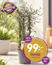 EKO reklamblad Sida 1: Corokia €99,00