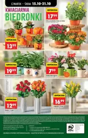 Biedronka gazetka tydzień 42 Strona 56: Chryzantema Time w misie €17,99, Tulipan, 9 szt €16,99