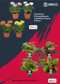 Catalog Brico Depôt Pagină 3: Mix Calathea, D17 cm, H55 cm €63,20, Brico crizantema (chrysanthemum morifolium) cosmo €29,90
