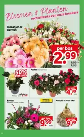 Dekamarkt folder week 43 Pagina 20: Amaryllis in beton eikel €9,99, Boeket €9,99