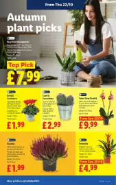 Lidl leaflet week 43 Page 28: Heather €1,99, British Cyclamen €1,99