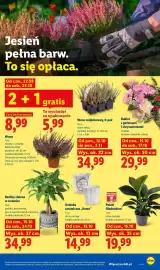 Lidl gazetka Strona 105: Polski filodendron €19,99, Rośliny zielone w ceramice €34,99
