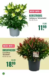 GroenRijk folder week 42 Pagina 13: KERSTROOS €11,99, Sense druifheide €18,99