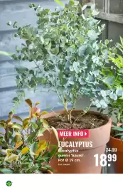 GroenRijk folder week 42 Pagina 14: Eucalyptus gunnii Azura €18,99