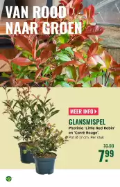 GroenRijk folder week 42 Pagina 15: GLANSMISPEL €7,99
