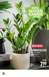 GroenRijk folder week 42 Pagina 3: Zamioculcas zamiifolia €7,99