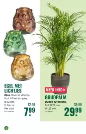 GroenRijk folder week 42 Pagina 5: Goudpalm €29,99, Egel met lichtjes €7,99
