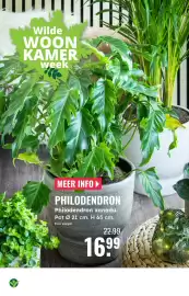 GroenRijk folder week 42 Pagina 8: Philodendron philodendron xanadu €16,99