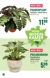 GroenRijk folder week 42 Pagina 9: Philodendron white wave €5,99, Pauwenplant calathea velvet glory €11,99