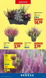 Catalogue Lidl | Les promos de la semaine page 34: Calluna vulgaris €3,99, Bruyère tricolore €2,99