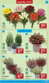 ALDI folder week 43 Pagina 33: Struikheide €4,79, Rozen €2,99