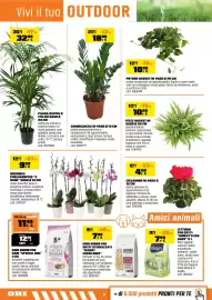 Volantino OBI Pagina 18: Orchidea Phalaenopsis "2 rami" €9,99, Palma Kentia €32,99