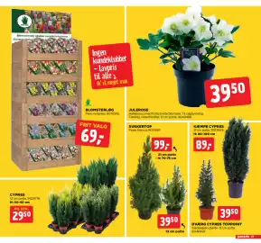 Jem & fix tilbudsavis uge 43 Side 21: SUKKERTOP (13 cm potte) €39,50, KÆMPE CYPRES €89,00