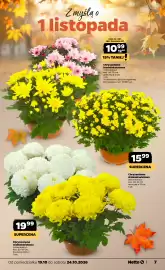 Netto gazetka tydzień 43 Strona 7: 1999 SUPERCENA Chryzantema wielkokwiatowa (różne kolory) wys. 30-35 cm doniczka o 19 cm 1