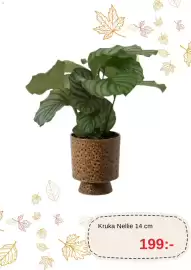 Blomsterlandet reklamblad vecka 43 Sida 2: Kruka Nellie €199,00