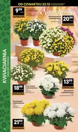 Delikatesy Centrum gazetka tydzień 43 Strona 38: Chryzantema wielkokwiatowa €21,99, Chryzantema średniokwiatowa €13,99