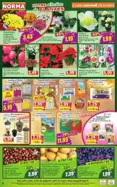 Catalogue Norma semaine 44 page 4: Hellébore rose de Noël €1,99, Orchidée Phalaenopsis €5,99