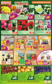 Catalogue Norma semaine 44 page 4: Hellébore rose de Noël €1,99, Orchidée Phalaenopsis €5,99