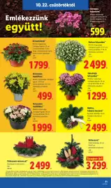 Lidl akciós újság hét 43 Oldal 21: Mohás, tobozos koszorú €2.499,00, Gömbfejű krizantém €1.299,00