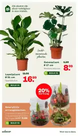 Welkoop folder Pagina 7: Amaryllis arrangementen €11,99, Lepelplant €16,99