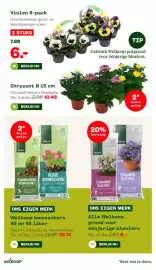 Welkoop folder Pagina 9: Chrysant €10,48, Violen 6-pack €6,00