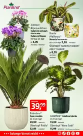 Bauhaus Prospekt Seite 3: Piardino® Illusia Zimmer- Alpenveilchen Cyclamen persicum Illusia oder Cyclamen Dragon Im