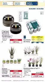 METRO Prospekt woche 43 Seite 12: Künstliche Orchidee im Topf DPI €12,59, DPI Künstliche Sukkulente €3,99