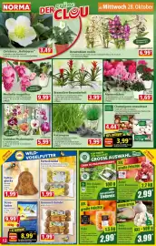 Norma Prospekt woche 44 Seite 12: Katzengras €1,99, Alpenveilchen €1,69