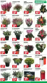 Wreesmann Prospekt woche 43 Seite 3: SEDUM MIX €1,99, XL CHRISTROSEN €8,49