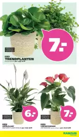 Ranzijn folder Pagina 12: TRENDPLANTEN €7,00, LEPELPLANT SPATHIPHYLLUM VIVALDI €6,00