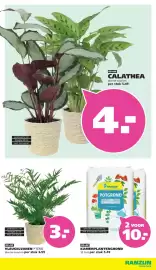 Ranzijn folder Pagina 13: KAMERPLANTENGROND €5,49, CALATHEA €4,00