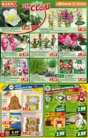 Norma Prospekt woche 44 Seite 12: Katzengras €2,49, Alpenveilchen €1,99