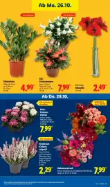Lidl Prospekt Seite 33