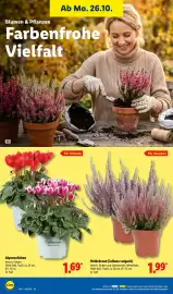 Lidl Prospekt Seite 37