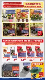 CENTERSHOP Prospekt woche 43 Seite 5: Amaryllis €3,99, Chrysanthemen TRIO €2,49