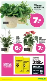 Ranzijn folder Pagina 2: Lak-anthurium €7,00, Lepelplant spathiphyllum vivaldi €6,00