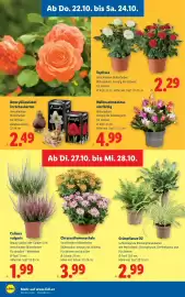 Lidl Flugblatt woche 43 Seite 32