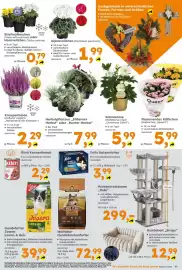 Globus Baumarkt Prospekt woche 43 Seite 11: Stiefmütterchen oder Hornveilchen €0,79, Josera Lamm & Reis €39,99