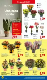 Volantino Lidl settimana 43 Pagina 34: Piante verdi €7,99, Calluna vulgaris €2,99