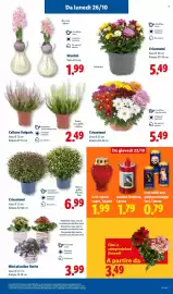 Volantino Lidl settimana 43 Pagina 35: Crisantemi €5,49, Fiori e composizioni floreali €3,49