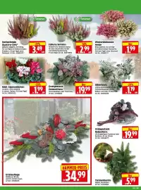 Herkules Baumarkt Prospekt woche 43 Seite 2: Grabauflage €34,99, Midi- Alpenveilchen €1,99