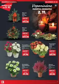 Kaufland leták týden 43 Strana 51: Chryzantéma velkokvětá miska €169,90, Chryzantéma jednovýhonová €29,90