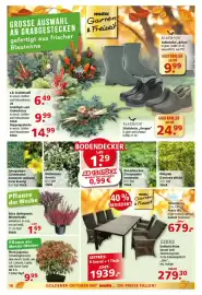 Multi Markt Prospekt woche 43 Seite 18: Erica darleyensis Winterheide €1,69, Pieris japonica €9,99
