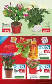 Catalog Kaufland săptămâna 43 Pagină 17: Mini schlumbergera €10,99, Deco crizantemă colorată €23,99