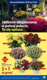 Lidl gazetka tydzień 43 Strona 97
