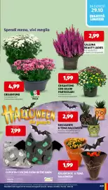 Volantino ALDI settimana 44 Pagina 33: Home Creation Coperta/Cuscino Glow in the Dark €7,99, Calluna Beauty Ladies €2,99